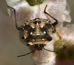 Chroantha ornatula