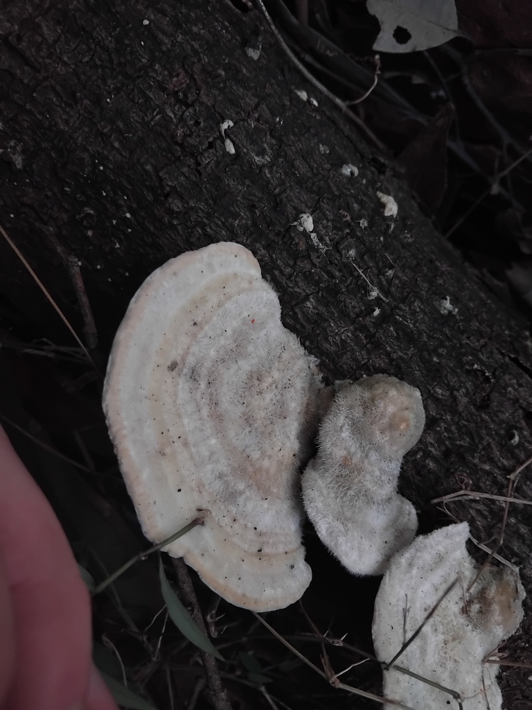 Trametes hirsuta · June 2025 · photo: © sofiazed1 (iNaturalist, cc-by)