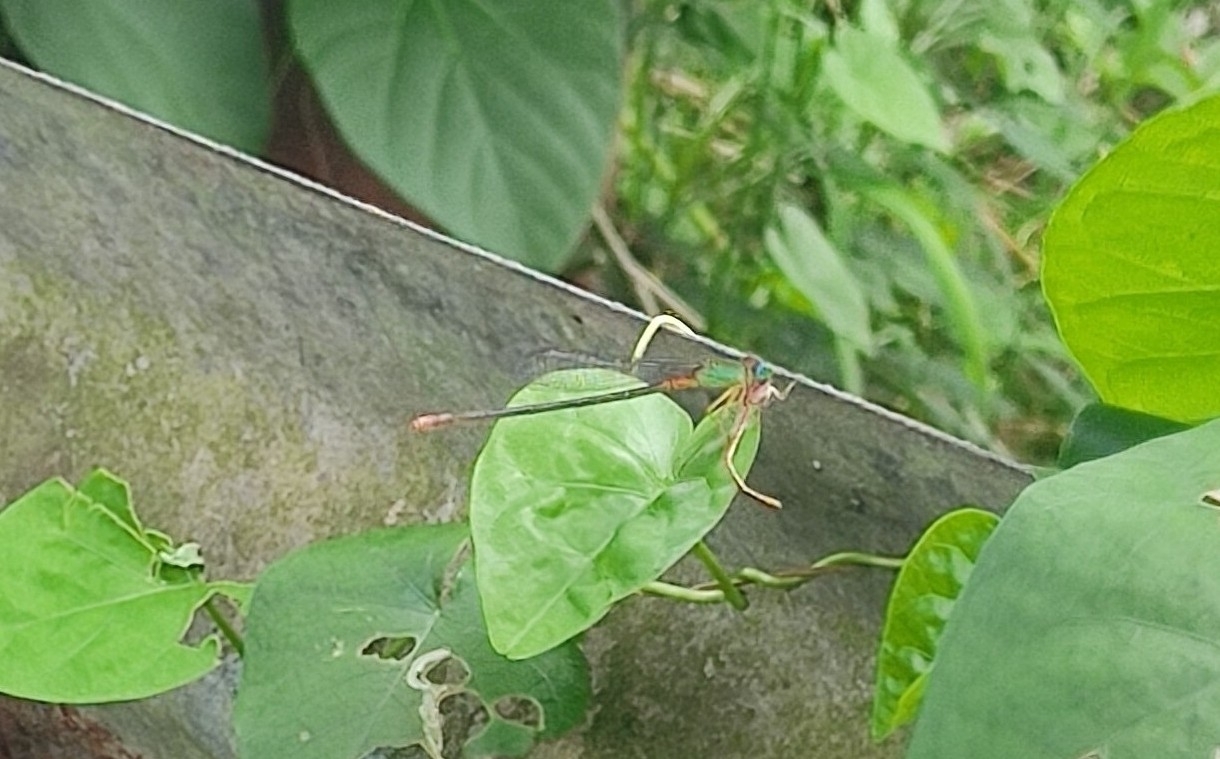 Orange-Tailed Marsh Dart