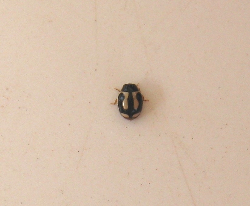 Pitchfork lady beetle