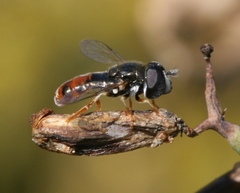 Paragus tibialis
