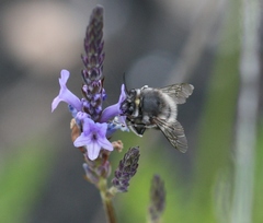 Anthophora alluaudi