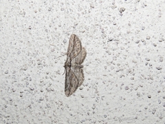 Iridopsis obliquaria