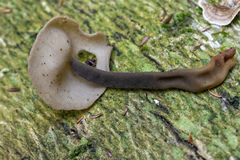 Helvella atra