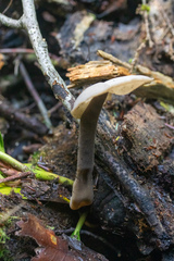 Helvella atra