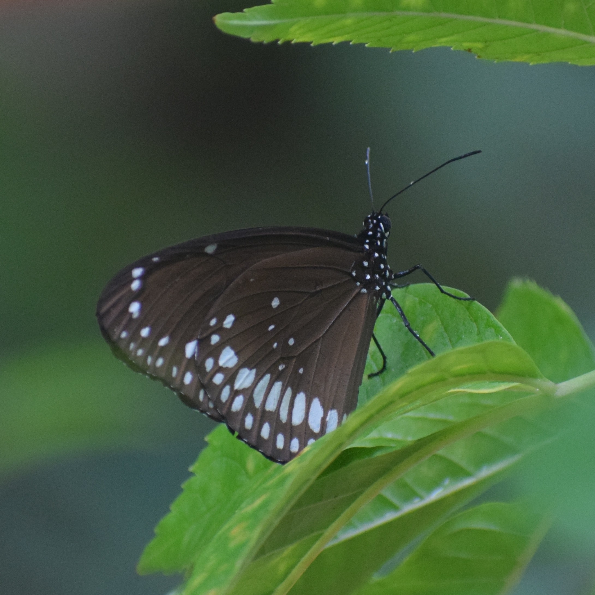 Common Crow