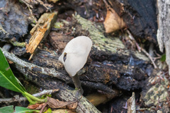 Helvella atra