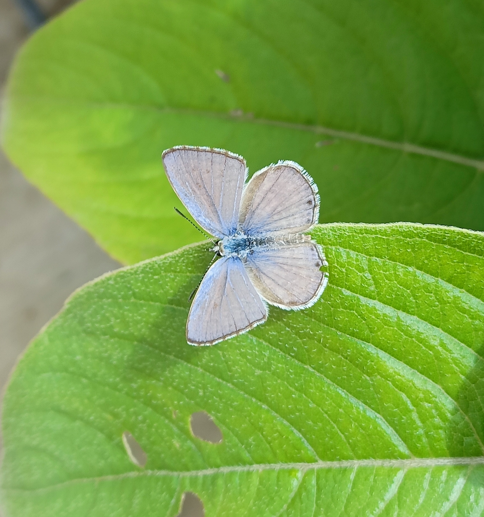 Lime Blue