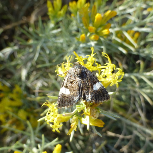 Four-spotted Moth, Boulder, CO, USA, photo 7 of 10