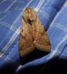 Lepidoptera