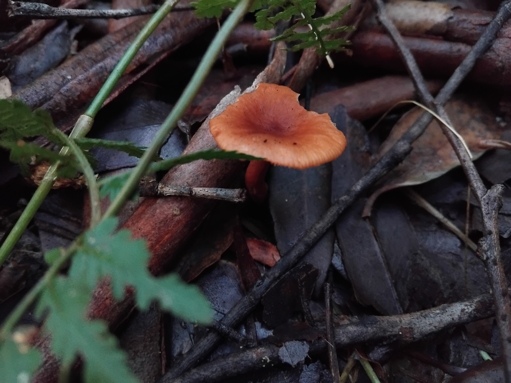 Lactarius eucalypti · June 2025 · photo: © sofiazed1 (iNaturalist, cc-by)