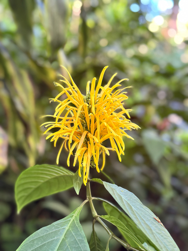 Justicia aurea observed 2025-06-19