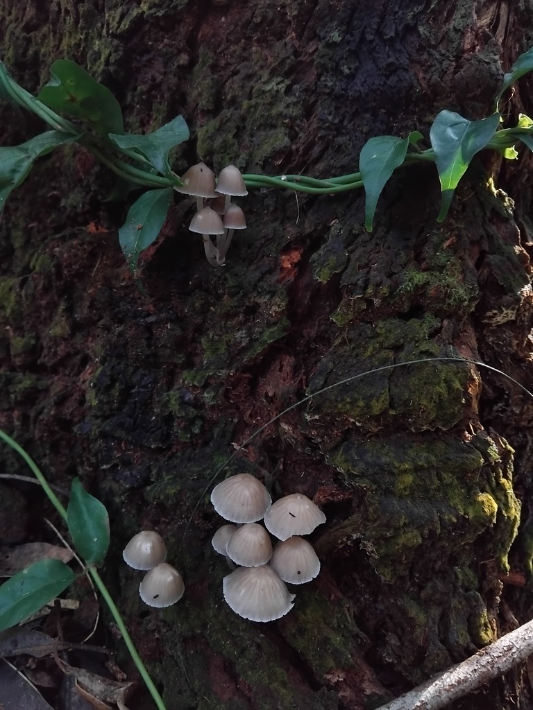 Mycena subgalericulata · June 2025 · photo: © sofiazed1 (iNaturalist, cc-by)