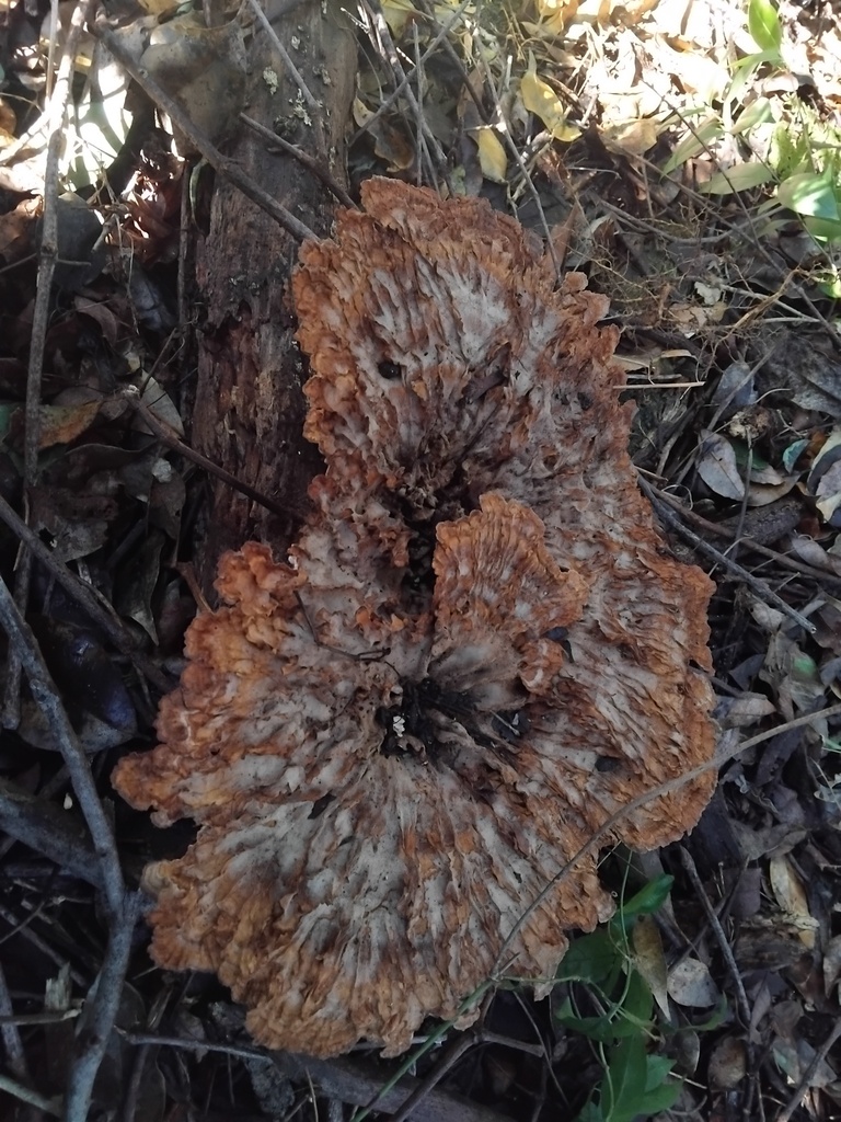 Cymatoderma elegans · June 2025 · photo: © sofiazed1 (iNaturalist, cc-by)