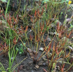 Juncus digitatus