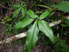 Syngonium macrophyllum