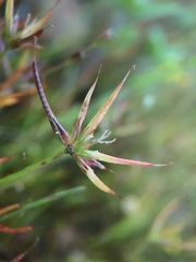 Juncus digitatus