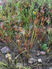 Juncus digitatus