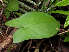 Syngonium macrophyllum