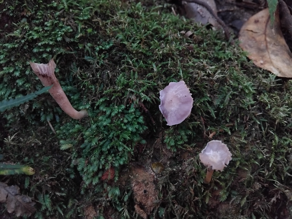 Hygrocybe reesiae · June 2025 · photo: © sofiazed1 (iNaturalist, cc-by)