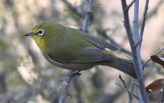 Zosterops pallidus