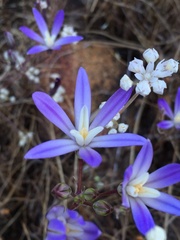 Brodiaea minor