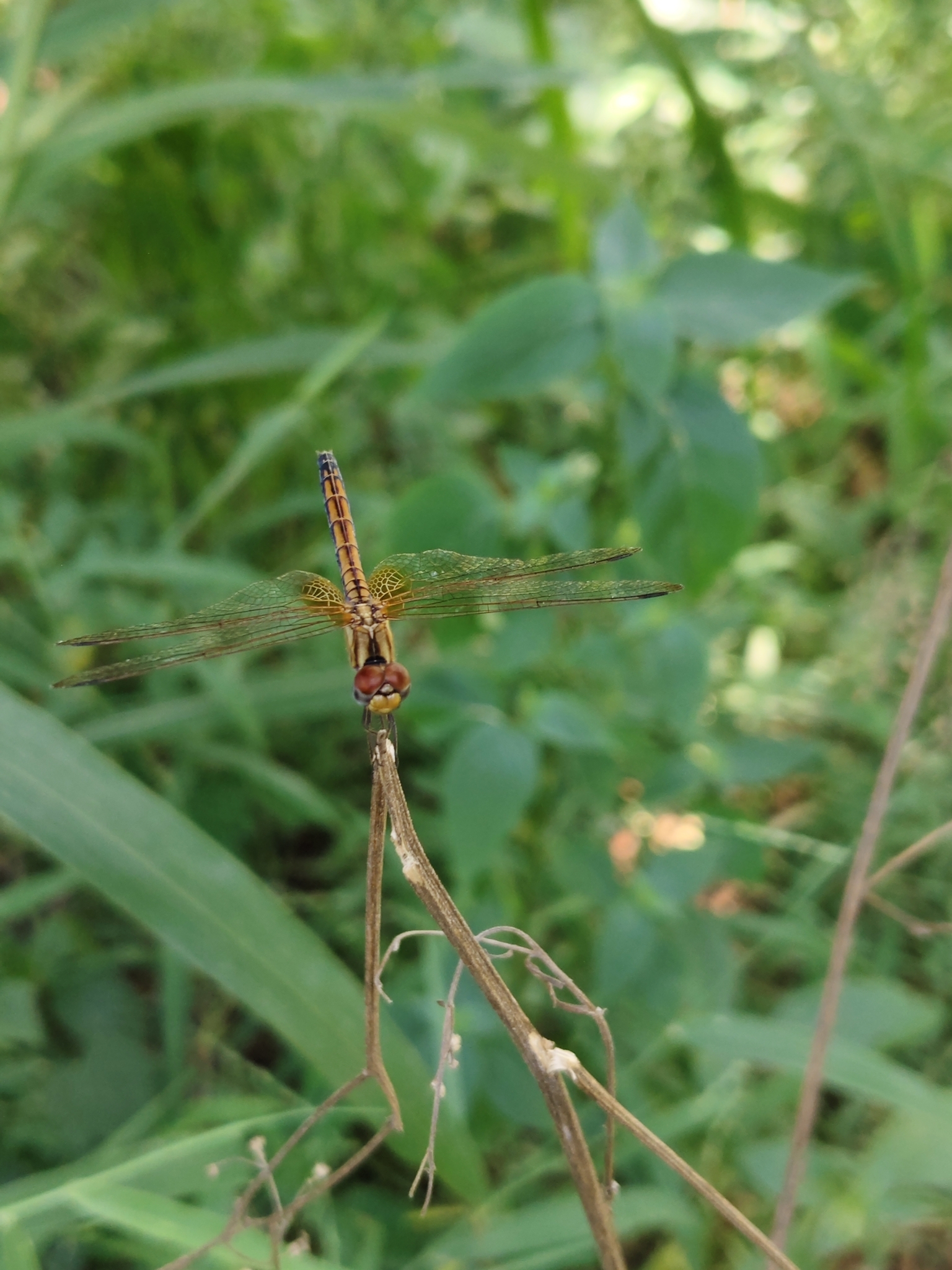 Crimson Marsh Glider