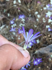 Brodiaea minor