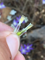 Brodiaea minor