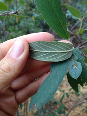 Frangula californica tomentella