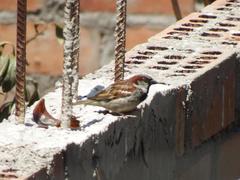 Passer domesticus