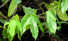 Passiflora mayarum