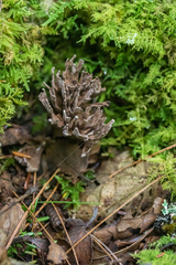 Thelephora anthocephala