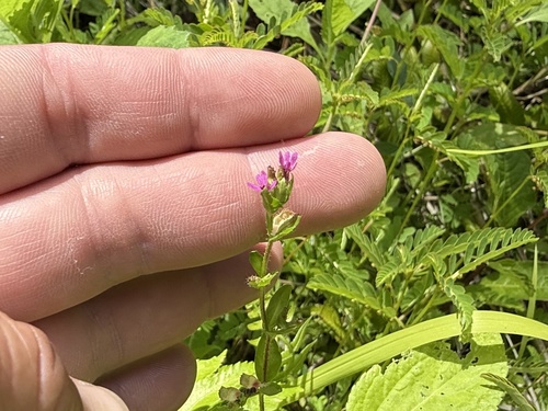 Cuphea carthagenensis observed 2025-06-19