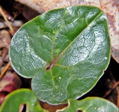 Hexastylis naniflora