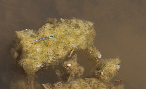 Goblet-marked Damselfly, Tilburg, NL-NB, NL, photo 7 of 10