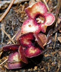 Hexastylis naniflora