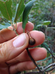 Frangula californica tomentella