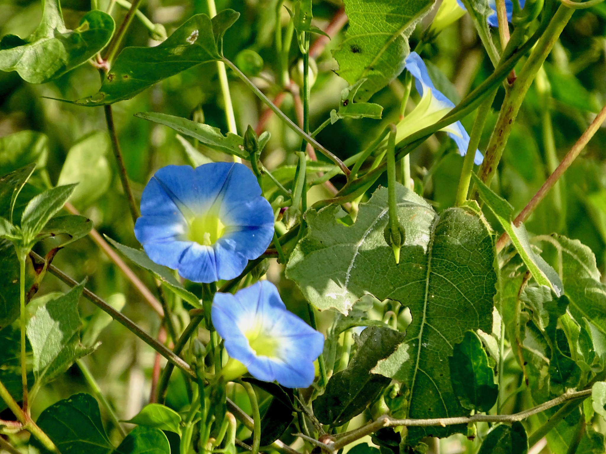 Ipomoea cardiophylla