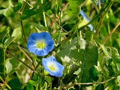 Ipomoea cardiophylla