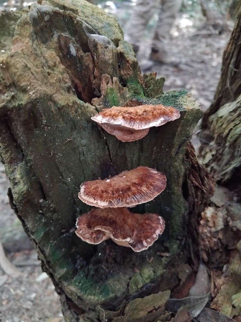 Postia pelliculosa