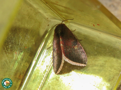 Galgula