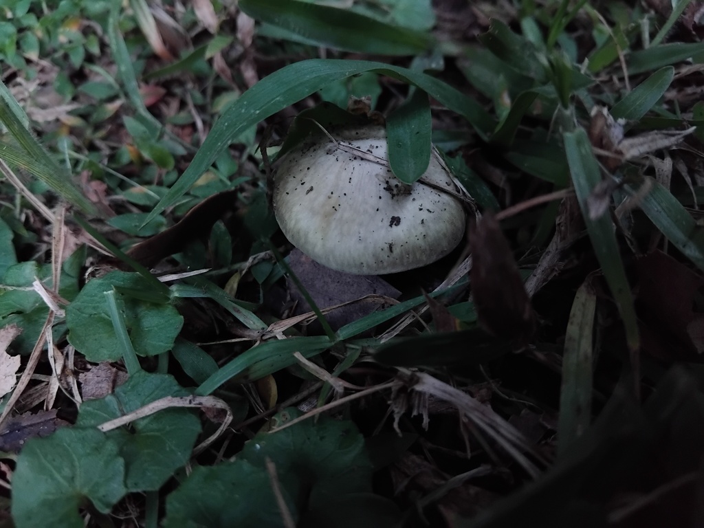Amanita phalloides · June 2025 · photo: © sofiazed1 (iNaturalist, cc-by)