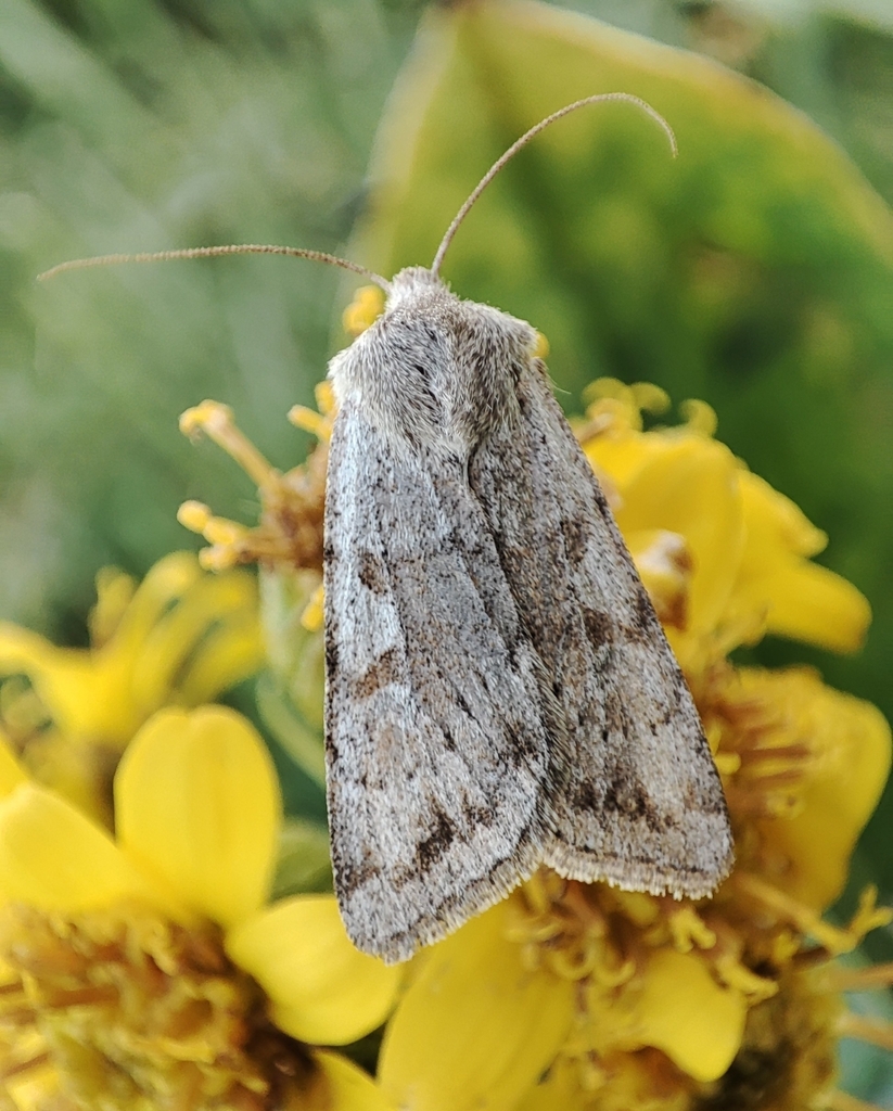 Xestia senescens