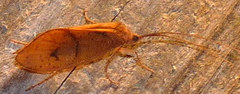 Pycnopsyche antica