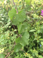 Dioscorea galeottiana
