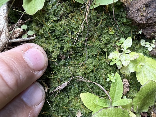 Anthoceros angustus observed 2025-06-19