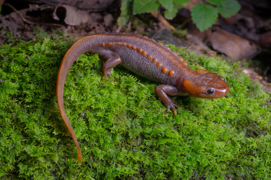 Panha's Knobby Newt