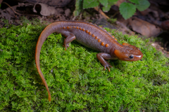 Panha's Knobby Newt photo 1