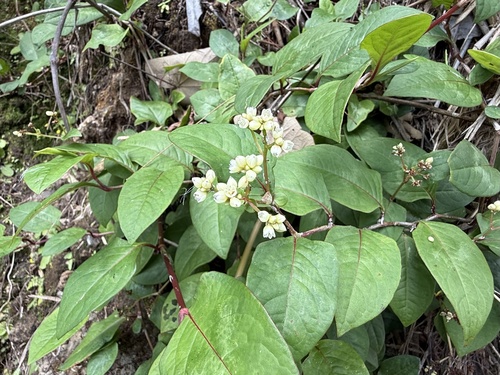 Persicaria chinensis observed 2025-06-19